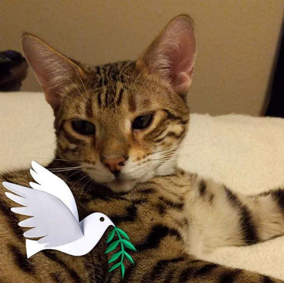 tellfelids